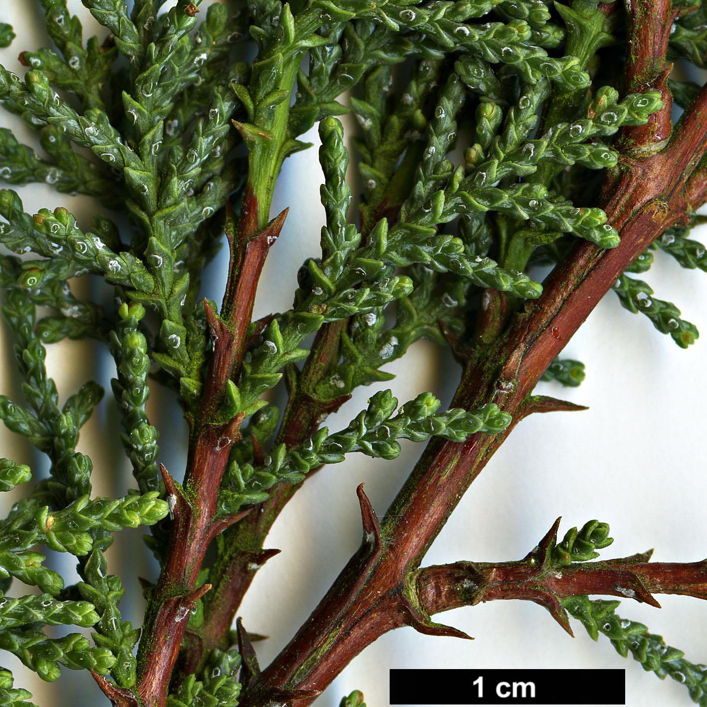 High resolution image: Family: Cupressaceae - Genus: Cupressus - Taxon: macnabiana